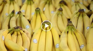Banana Food Disaster