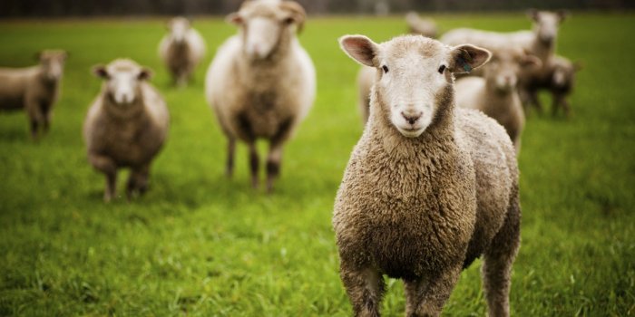 groupthink sheep